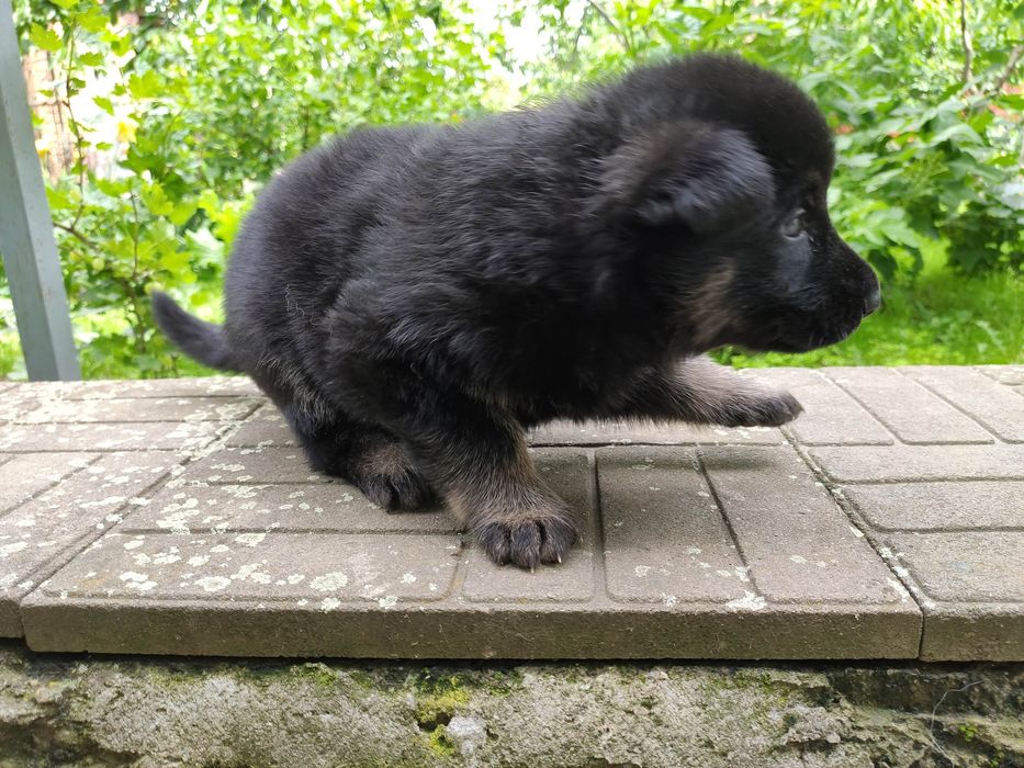 Цуценята німецької вівчарки