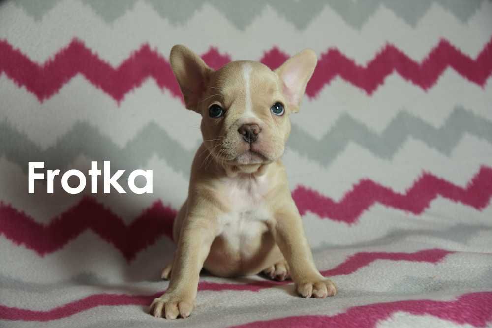 Buldog francuski na sprzedaż - SUCZKA