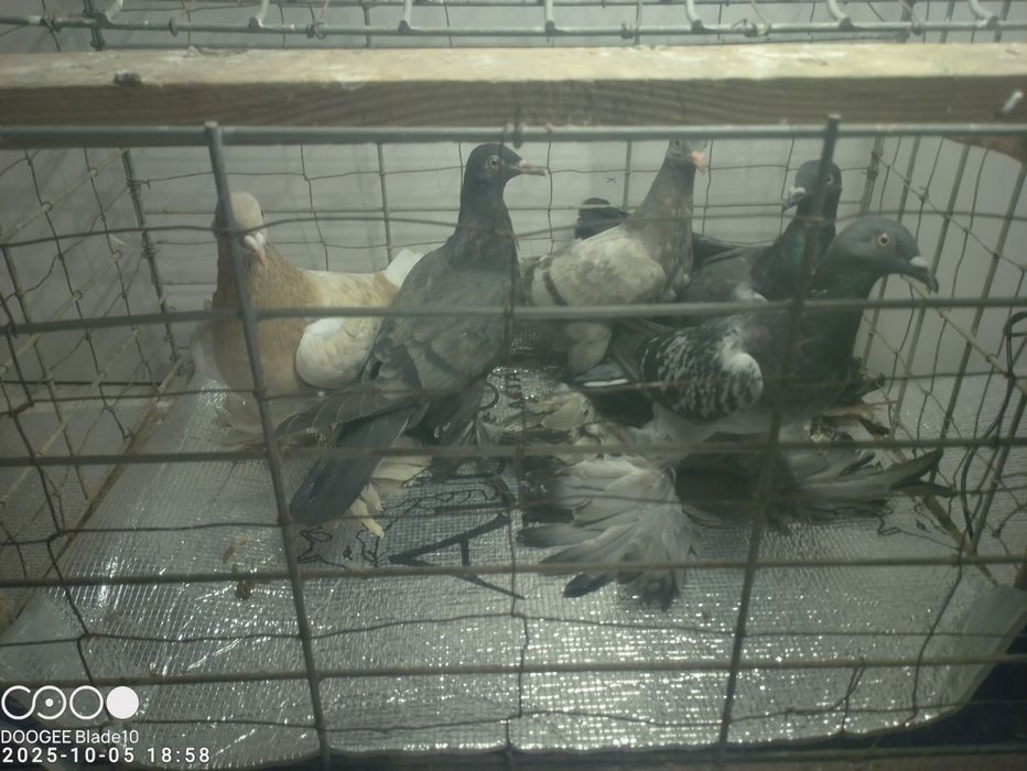 Gołębie bociany i nie tylko