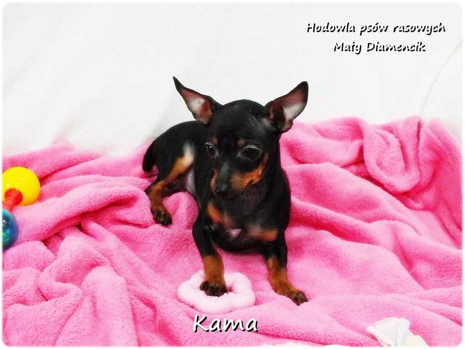 Pinczer miniaturowy (tzw. Ratlerek) Suczka KAMA z Rodowodem i Wyprawką