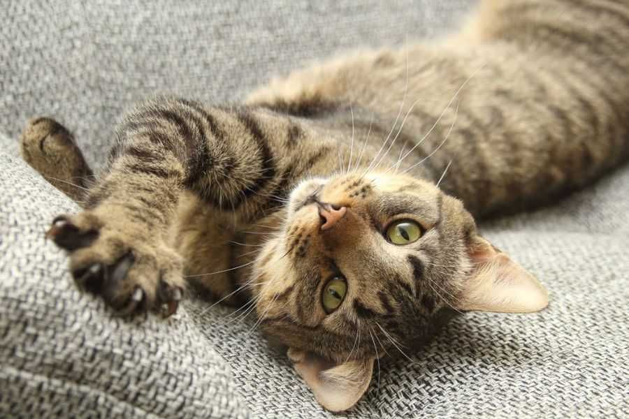 Wyjątkowy bury kocurek szuka Domu Stałego