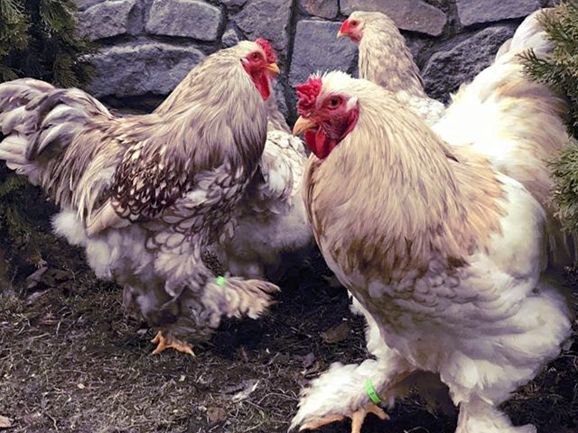 Інкубаційне яйце. Курчата, Брама блакитна, лавандова, помаранчева.