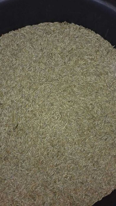 Продам овес насінневий.