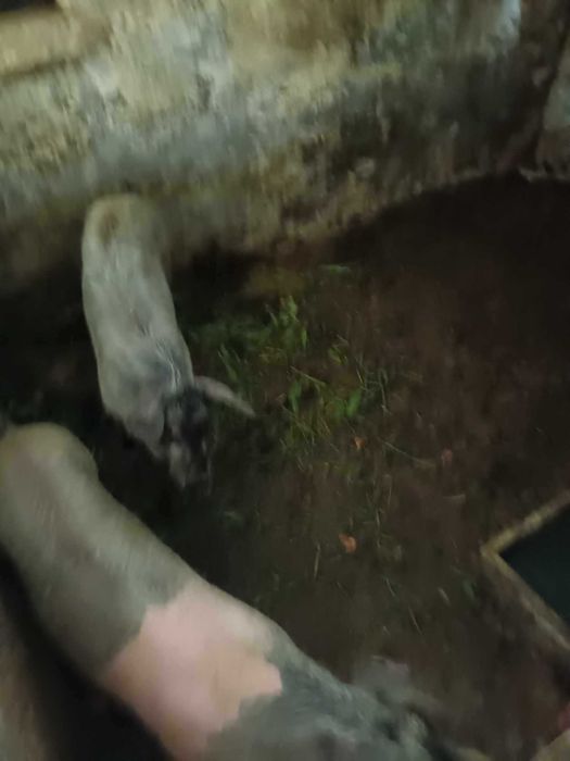 Vendo porco  bisaro muinta boa raca pura