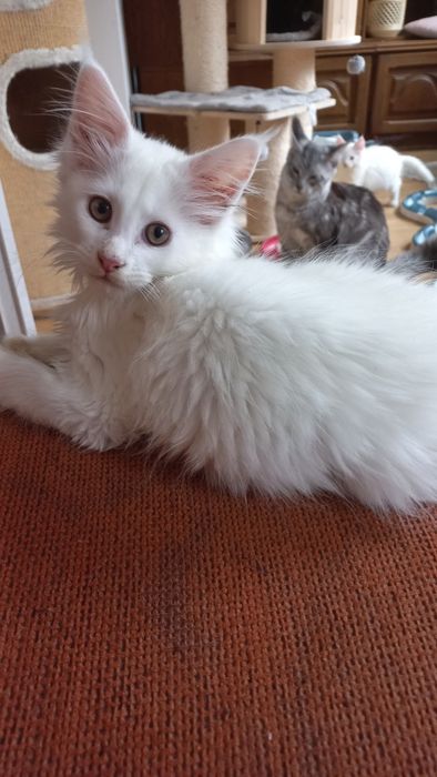 Kocurek Maine Coon WCF