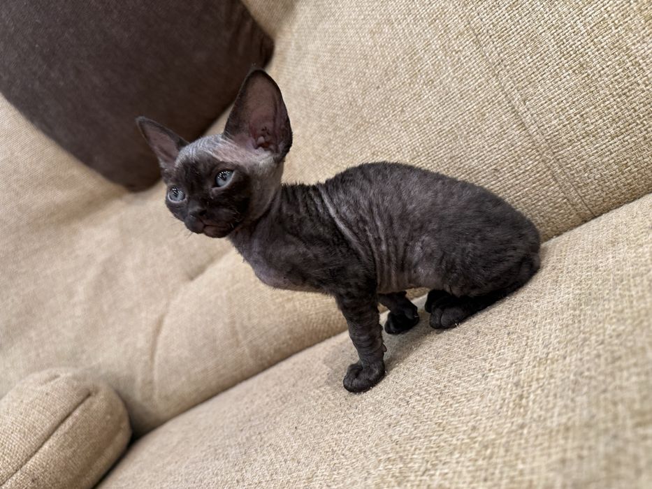 Котенок Девон-Рекс