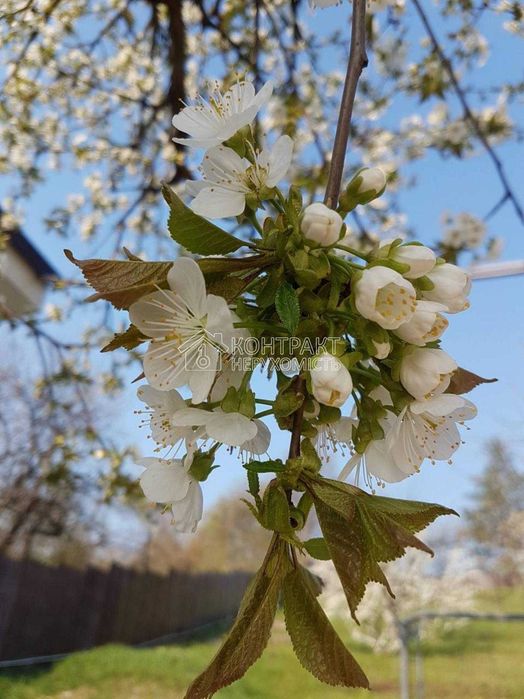 Продам будинок Мерефа (Високий, Бабаї)142м2 земля 20соток єВідновлення