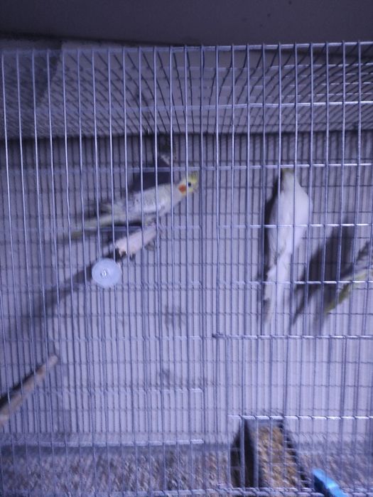 Piriquitos e Caturras pérola e silvestre