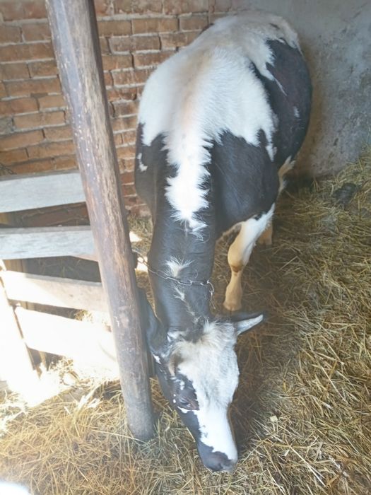 Молода тільна корова