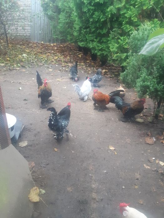 Bantamki-Karzełek Łapciaty- Karzełek Polski.