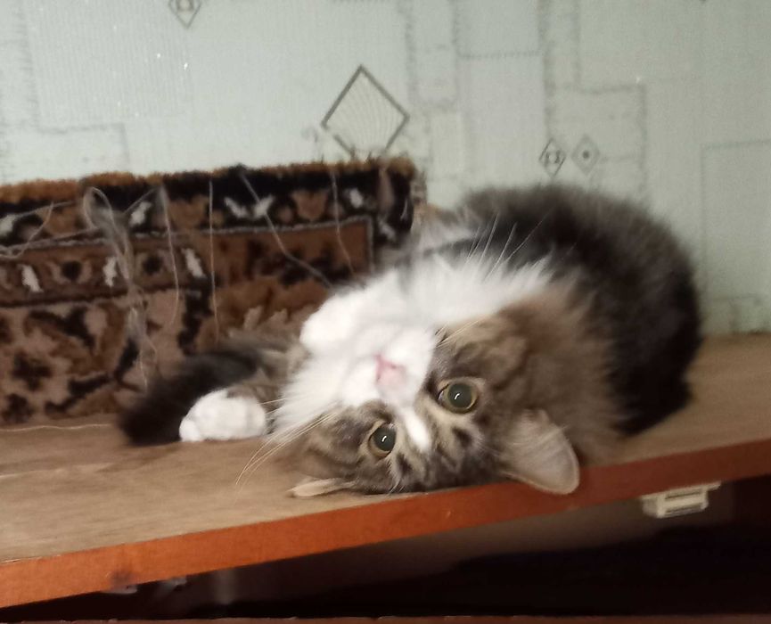 Котики шукають сім'ю!