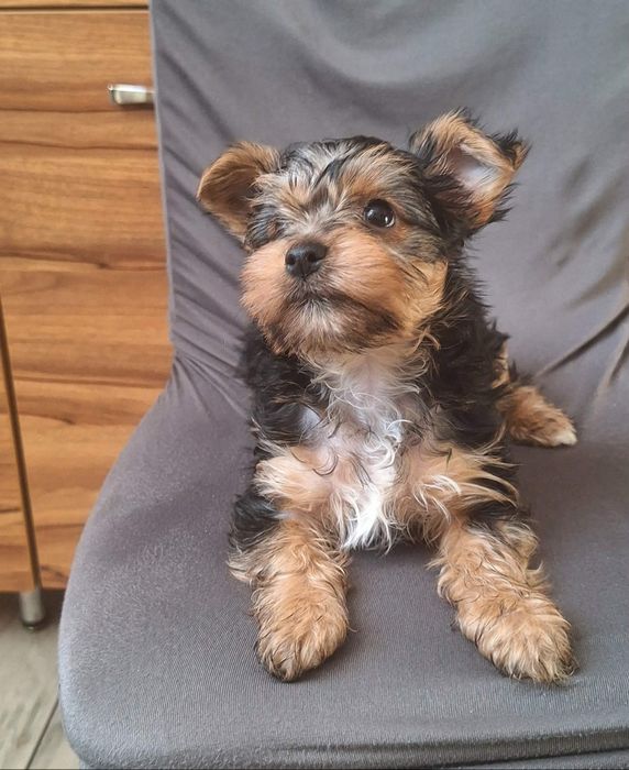 Piesek Yorkshire Terrier