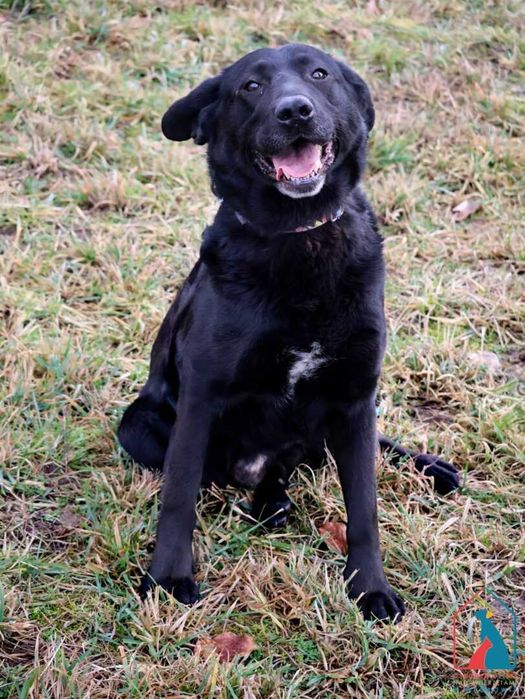 Śliczny, młody, w typie labradora - bardzo wrażliwy i serdeczny pies