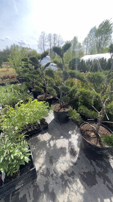 Bonsai jałowiec/cis/ostrokrzew/sosna / drzewa formowane / niwaki / bonsai niskie ceny / dostawa /