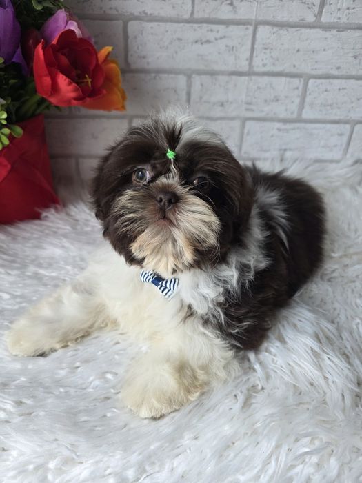 Shih Tzu czekoladowy 2,5 msc