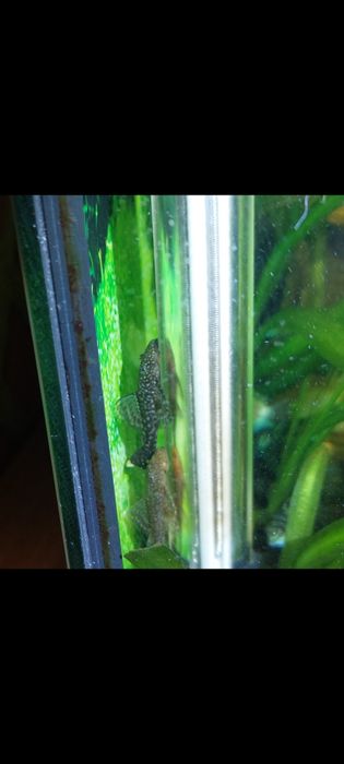 Попугай панда, Анцытрусы Рыбки Рибки