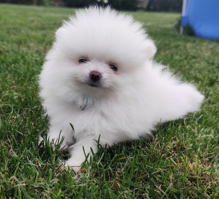 Urocza Suczka Szpic miniaturowy (Pomeranian)Gotowa na zmianę domu.