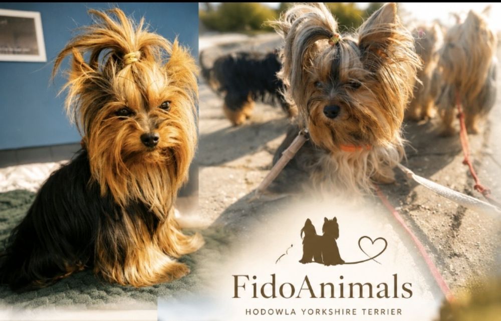Yorkshire terrier