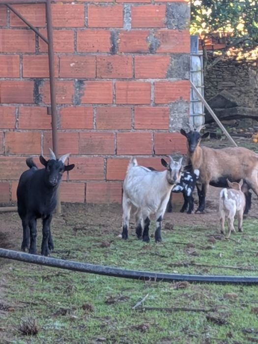 Vendo cabras pequenas.     NÃO SÃO ANAS