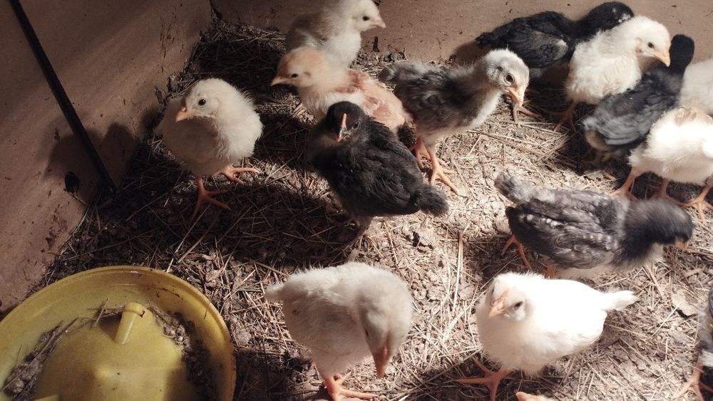 Kurczęta 3 Tygodniowe 16 zł