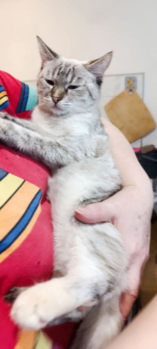 Киця сіамочка Сіма шукає родину