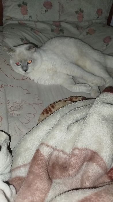 ТЕРМІНОВО котики британець та шотландець