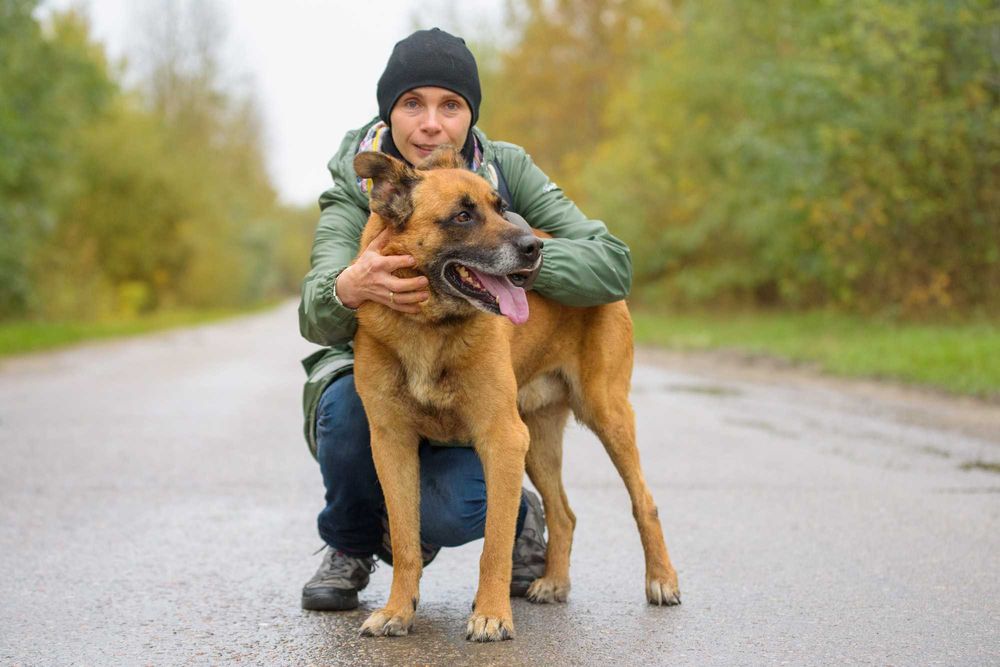 Wspaniały duży rudy pies - Lord marzy o kochającym domu