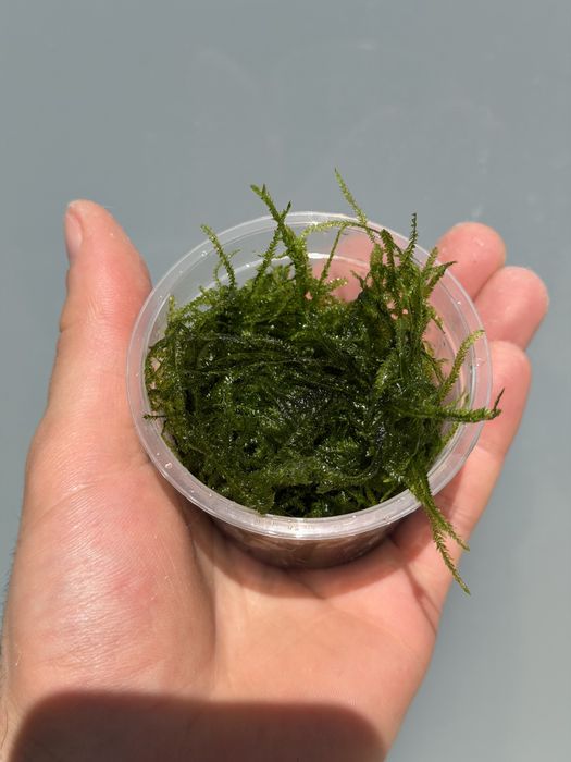 Musgo de Java (Java Moss) | Camarões | Aquário Plantado