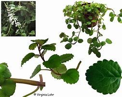 Plectranthus verticillatus Plant - Various Sizes Starting from €8