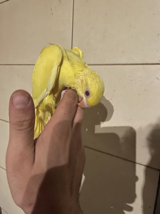 Ring Neck AMARELO Muito Meigo