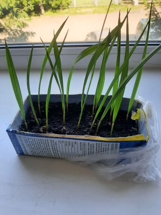 Вашингтония нитчатая