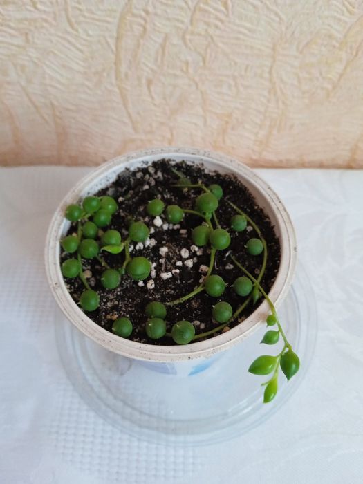 Хрестовик Роулі, Сенеціо Роулі, Senecio rowleyanus