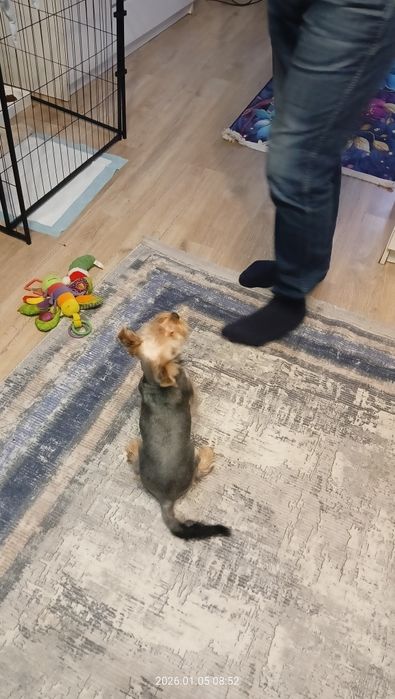 Suka yorkshire terrier