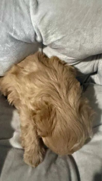 Щенки Мальтипу от 800€