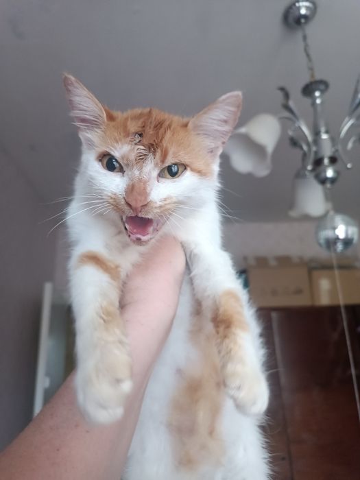 Киця, кішечка,кіт. Дуже хороша дівчинка