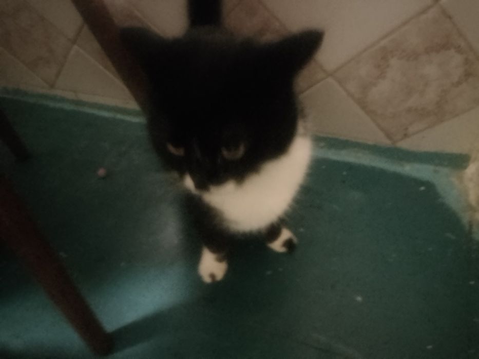 Отдам хорошие руки кошечку