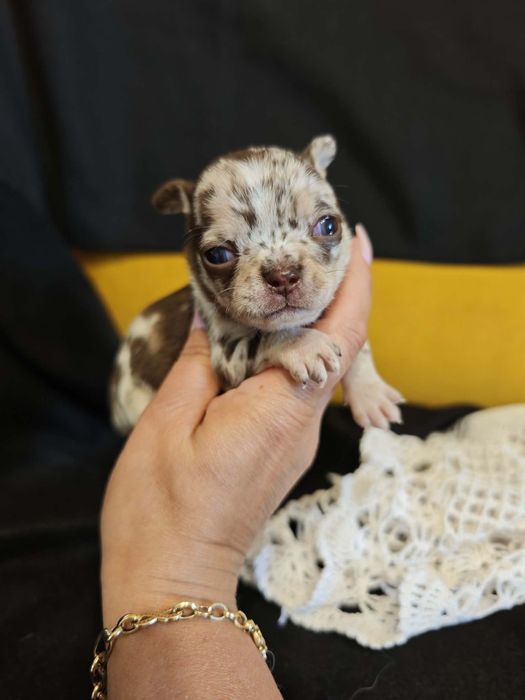 Chihuahua choco merle samiec
