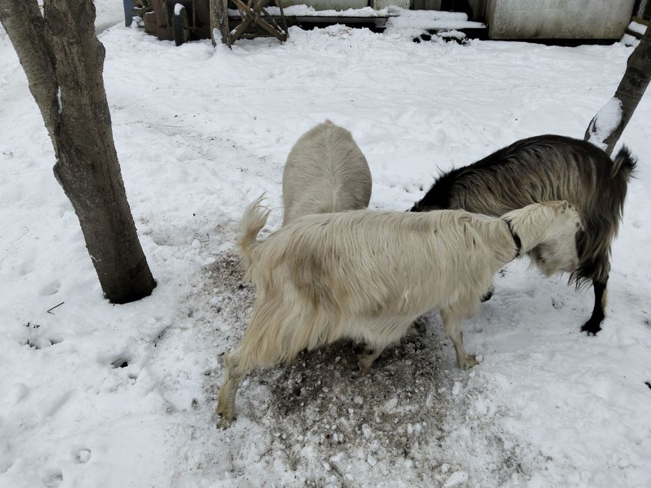 Продам кози молоді