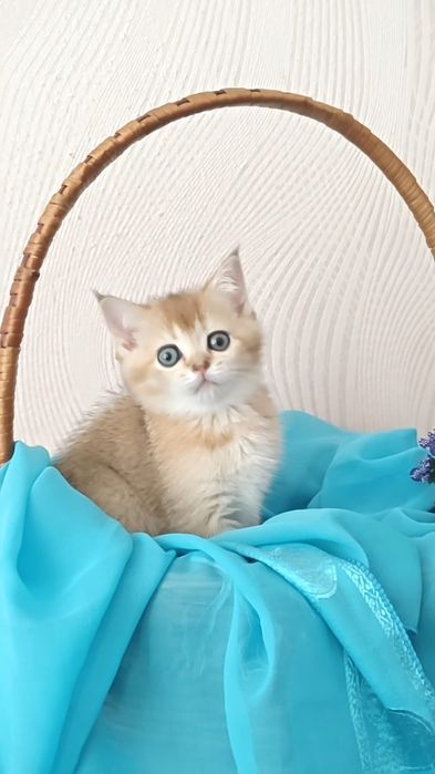 Золотые шиншиллы девочка и мальчик