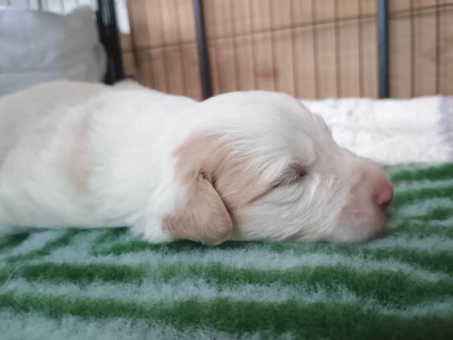 Border collie samiec ee red ZKwP FCI