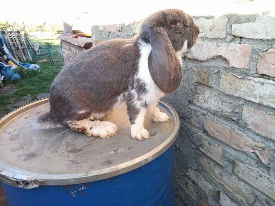 Króliki Baran francuzki