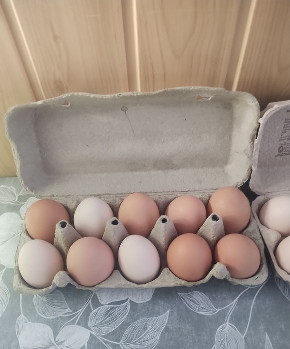 Sprzedam świeże jaja  Na tą chwilę brak SPRZEDANE