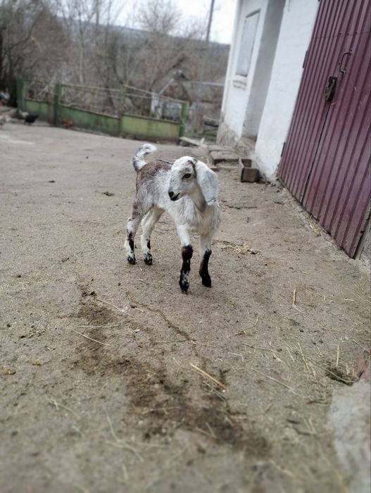 Англонубійські кози та козенята