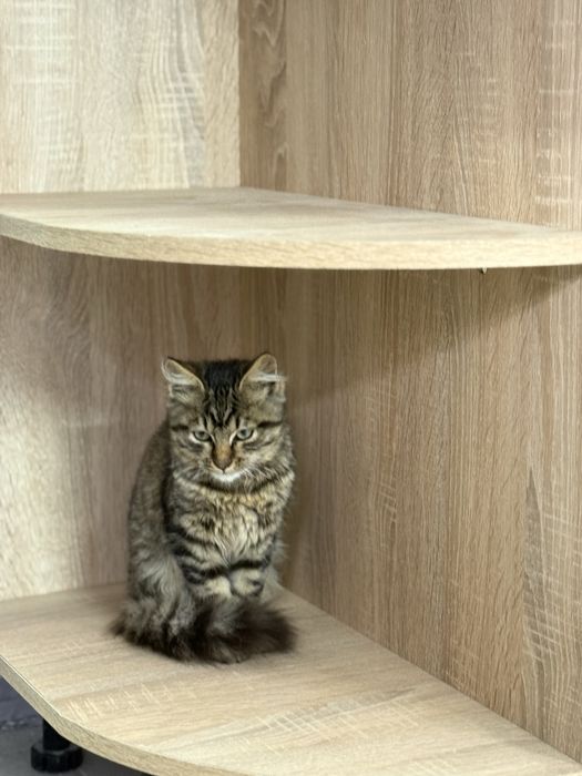 Тигрове кошеня хлопчик
