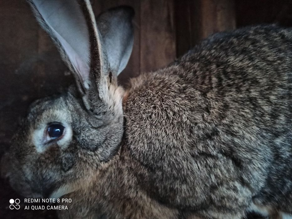 Tuszka kaczki królika