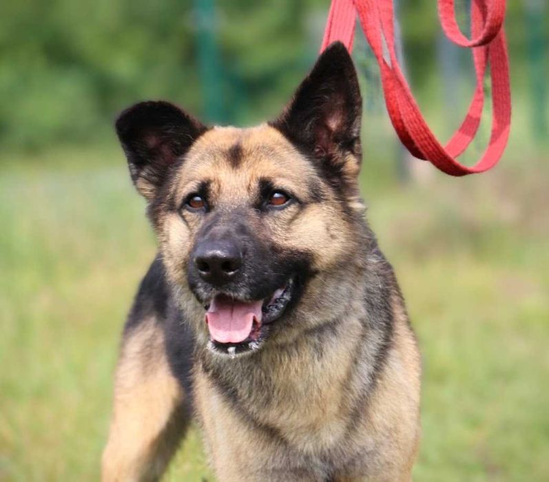 duży przyjazny pies czeka na dom