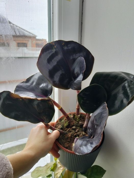 Геогенантус Черная жемчужина