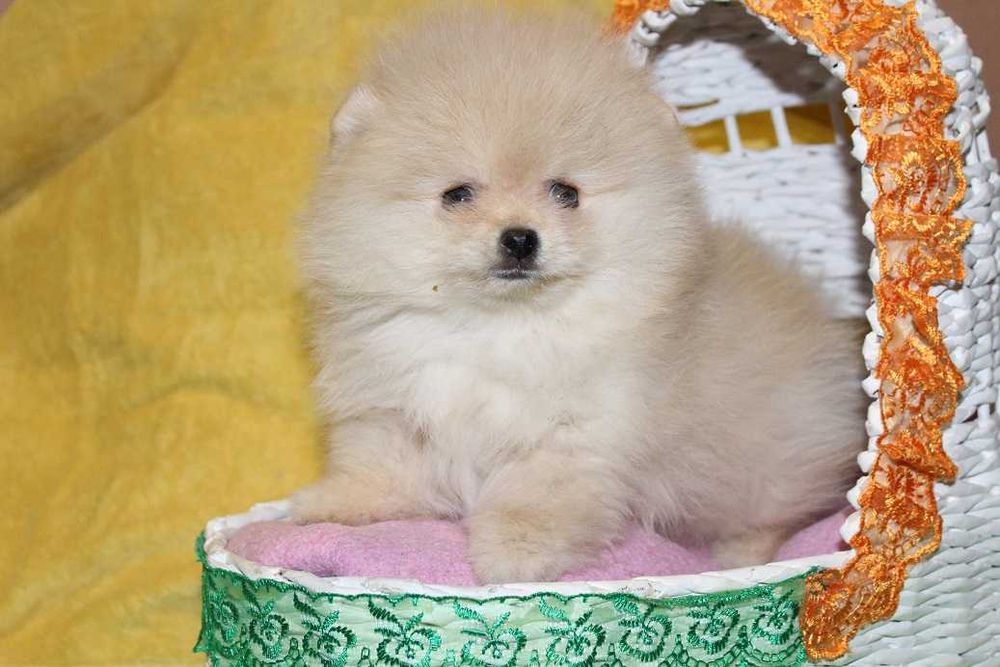 Ведмежата Померанські Шпіци.