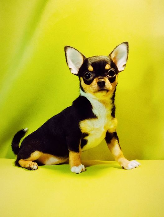 Красивая триколорная  девочка чихуахуа.