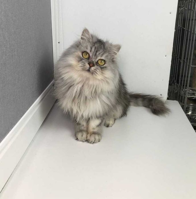 шотландочка кішечка Ліза. Добра, лагідна, але самодостатня цяця.